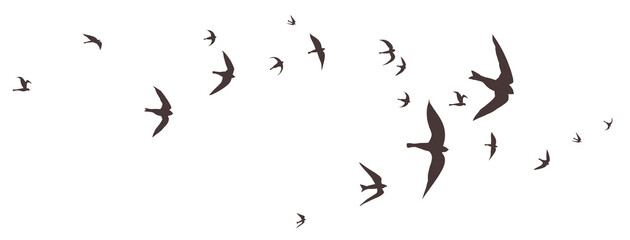 Flock of birds flying in the sky, bird png, animal or nature illustration of black outlines or silhouettes of group of birds in flight pattern, wildlife drawing or sketch - 535895089