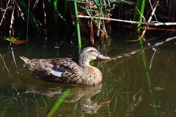 duck in the water