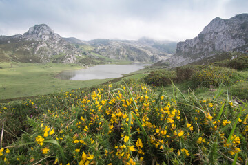 Fototapeta na wymiar Covadonga lakes in Asturias Spain