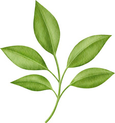 Watercolor green leaves branch