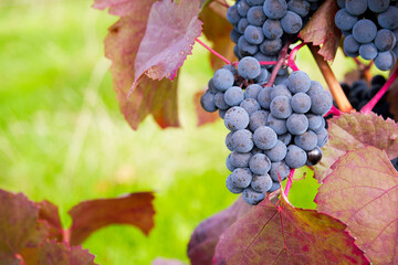 a bunch of blue wine grapes with red grape leaves on the green background