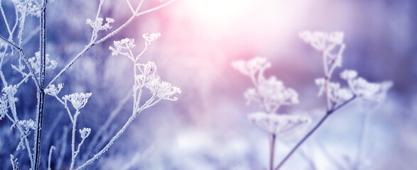 Winter morning with frost covered plant branches in forest on blurred background during sunrise