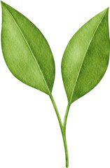 Watercolor green leaves branch
