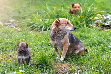 Naklejka na ściany i meble A family of dogs in the garden on green grass. Small puppy with adult dogs