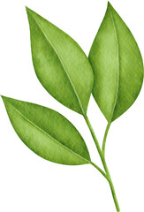 Obraz premium Watercolor green leaves branch