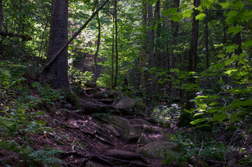 Beautiful scenic afternoon view of boreal forest in wilmington new york, with dappled sunlight and tall trees showing steep hiking trail  or walking path with rocks and tree roots