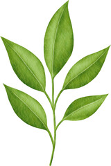 Watercolor green leaves branch