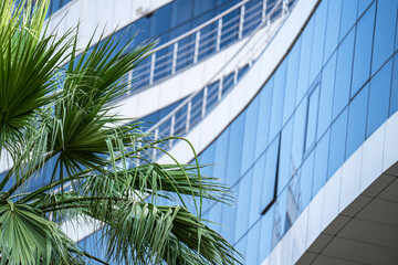 Fototapeta na wymiar Green branches of a growing palm tree