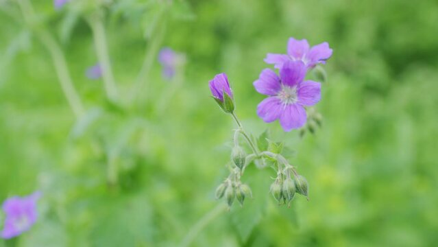 Wild woodland geranium sylvaticum swinging in the wind in the forest. Nature and summer landscape. Slow motion.