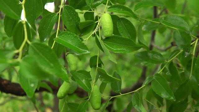 Zizyphus tree with green unripe fruits.