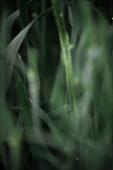 Green wheat in a wheat field close-up. Wheat background.