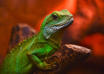 Male green iguana from Aruba; Shallow depth of field