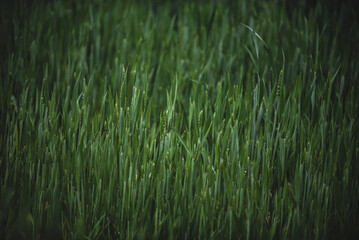 Green wheat in a wheat field close-up. Wheat background.