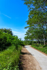 A quiet small asphalt road in the middle of a quiet wilderness on a sunny day creates a peaceful atmosphere