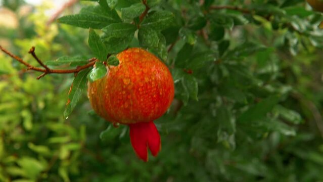  Blossoming zizyphus tree. Ripe fruits on the zizyphus tree.