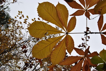 leaves
