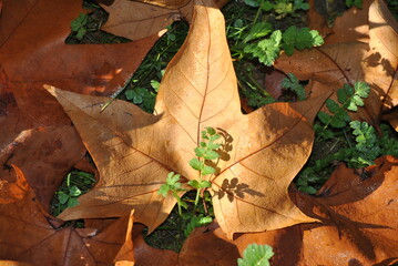 autumn leaves on wooden background