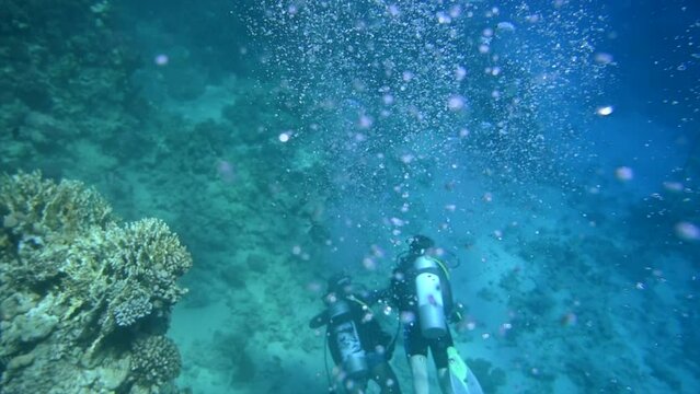 Scuba diver swimming in Red Sea, Egypt