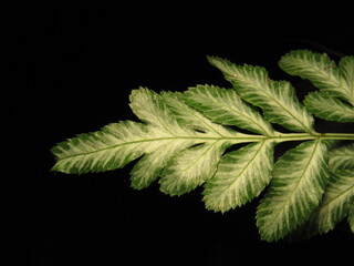 Pteris ensiformis, is a species of fern of the genus Pteris, belonging to the family Pteridaceae