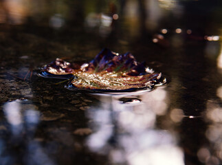 A single fall leave rests on the water surrounded by light bubbles and reflections. Autumn closeup capture.