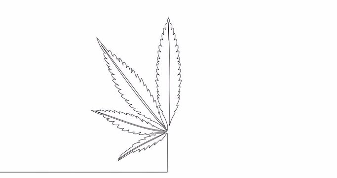 Self drawing line animation marijuana leaf continuous one single line drawn concept video