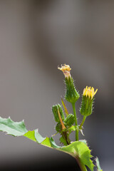 Detail of the upper part of the stem of a sonchus oleraceus with closed flowers