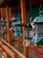 Japanese Lantern