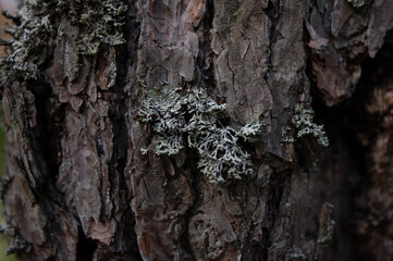 bark of a tree