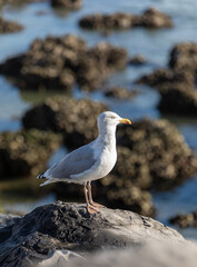 Sea gull