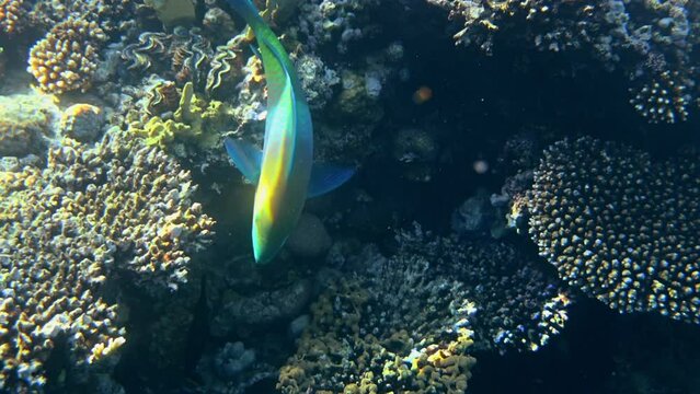 "Trigger Fish" Images – Browse 5,141 Stock Photos, Vectors, and Video