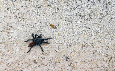 Tarantula brown black crawls on the ground Mexico.