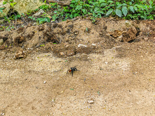 Tarantula brown black crawls on the ground Mexico.