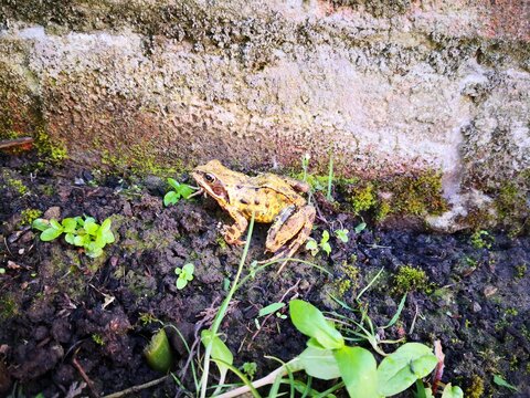 Garden frog on the soil isolated 