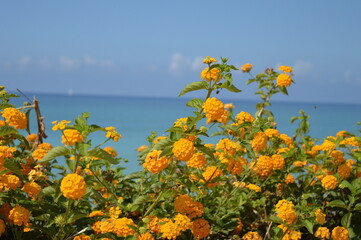Beautiful Mediterranean yellow flowers against the sky and blue Ionian sea