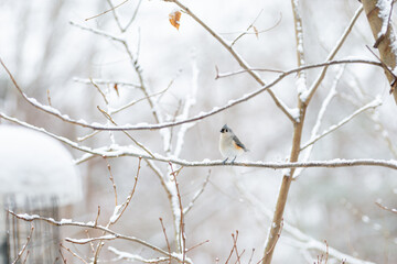 Tufted titmouse on snowy branch