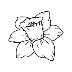 Elegant blooming narcissus flower sketch. Delicate blooming daffodil in doodle style. Gorgeous botanical floral element