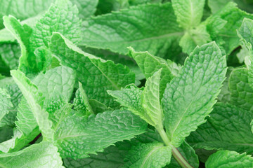 Fresh mint leaves, culinary ingredient, plant background.