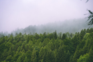 Amazing misty morning on the stunning Dolomite mountains in Italy. Pine forest with clouds and mist