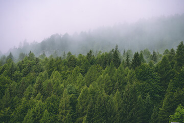 Amazing misty morning on the stunning Dolomite mountains in Italy. Pine forest with clouds and mist