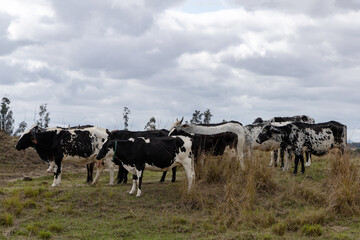 Nelore. Cows in a field, grazing. Green grass. Selective focus.