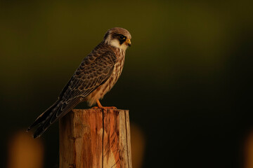 A Red-Footed Falcon (Falco vespertinus) sitting on a wooden pole