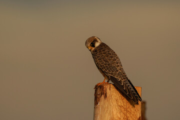 A Red-Footed Falcon (Falco vespertinus) sitting on a wooden pole