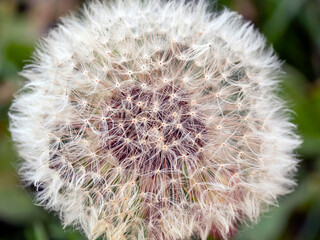 Dandelion in close-up. Natural background.