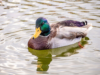 A wild duck close-up. Waterfowl.