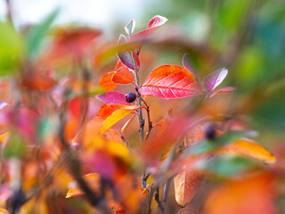 Images of colorful leaves. Natural natural backgrounds for a variety of purposes. Concept of autumn. Selective focus.