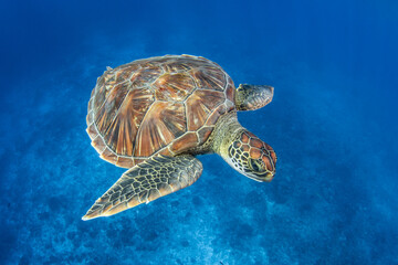 Obraz premium Green sea turtle in blue