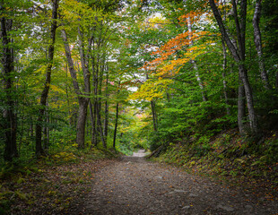 Fototapeta premium Autumn Foliage 10.5.22 Prospect Rock Manchester VT