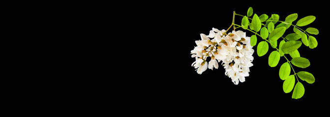White acacia flowers isolated on black background.