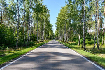 Osłoneczniona prosta droga przez las brzozowy - obrazy, fototapety, plakaty