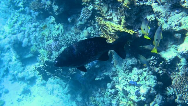 Blue triggerfish swimming in Red Sea, Egypt